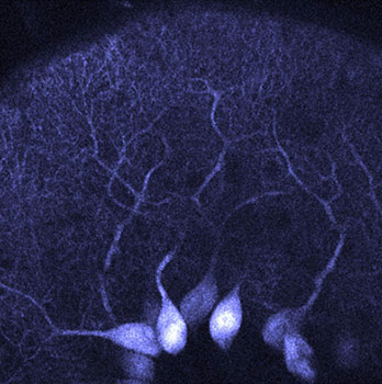 Cellule de Purkinje CNRS
